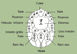 diagnostic hara